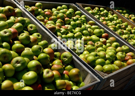 Bramley mele nelle caselle dopo la mietitura Foto Stock