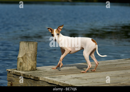 Levriero Italiano sul Dock accanto al lago Foto Stock