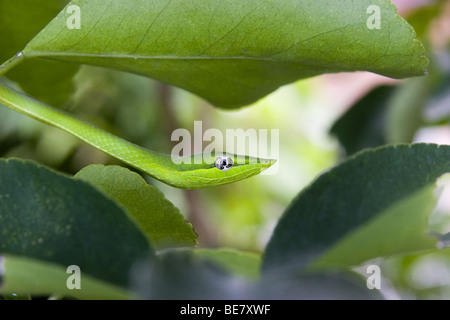 Oxibelis pharomachrus, il verde serpente di vite su un tiglio. Repubblica di Panama, America Centrale Foto Stock