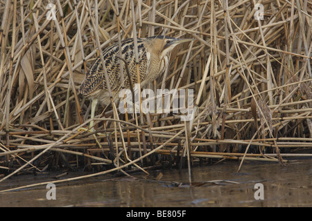 In Roerdomp zijn biotoop; Tarabuso nel suo ambiente Foto Stock