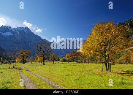 Via tra alberi di acero in autunno colori con vista Spritzkarspitze, Grosser Ahornboden, Karwendel, Tirolo, Austria Foto Stock