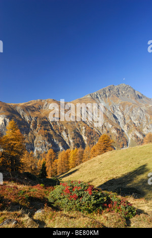 Piz Cotschen sopra i larici in autunno colori, Engadina Bassa fino Engadin, Grigioni, Svizzera Foto Stock