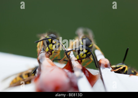 Vespe chutney di mangiare Foto Stock