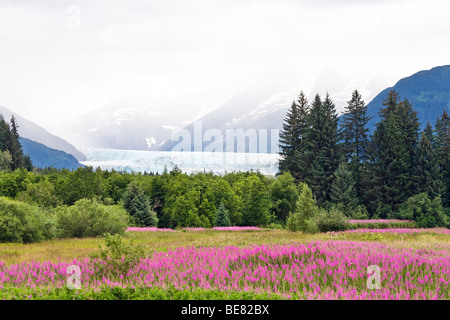 Fiori che sbocciano nella parte anteriore di Mendenhall Glacier sotto le nuvole, a sud-est di Alaska, STATI UNITI D'AMERICA Foto Stock