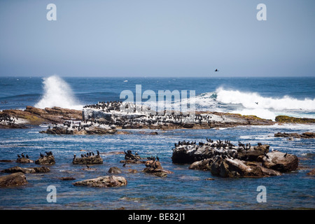 Cormorani sulle rocce al Capo di Buona Speranza, Cape Peninsula, Western Cape, Sud Africa Foto Stock