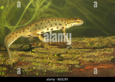 Kleine watersalamander (Triturus vulgaris), belgi Newt Liscia / Comune Newt (Triturus vulgaris), Belgio Foto Stock