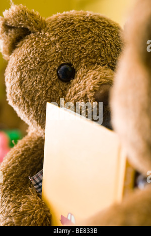 Orsetti messo faccia a faccia con libro tra di loro, ritagliato Foto Stock