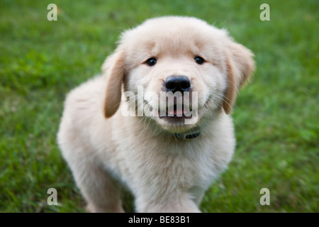 Otto settimane vecchio Golden Retriever cucciolo. Foto Stock