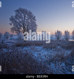 De Bossche Broek bedekt met rijp en sneeuw voor zonsopkomst; Il Bossche Broek prima dell'alba coperto con maturi e neve Foto Stock