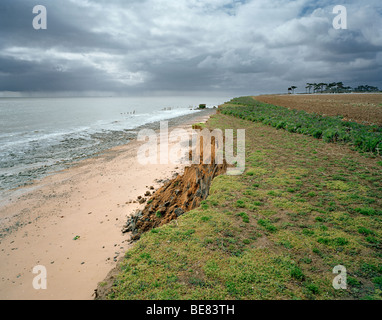 Erosione lungo il bordo di un campo di agricoltori dove cavoli cappucci e verzotti sono cresciuti sulla East Anglian costa nel Suffolk a Bawdsey Foto Stock