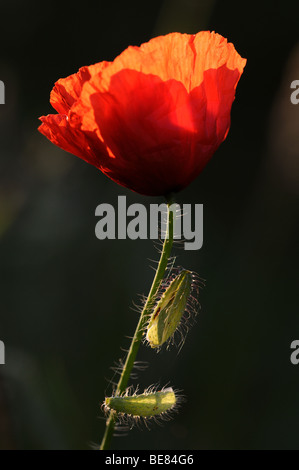 Behaarde stengel en rode bladeren van bleke klaproos in tegenlicht;Hairy peduncolo e fiore rosso di a lungo guidato il papavero Foto Stock