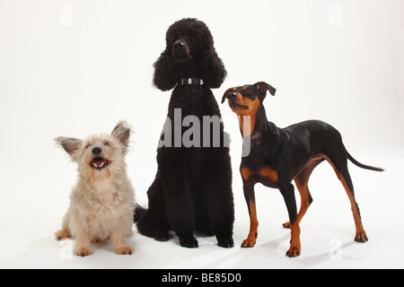 Barboncino standard, nero, Pinscher Tedesco e di razza cane Foto Stock