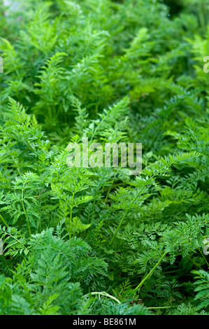 Carota verde steli su un riparto in Birmingham Foto Stock