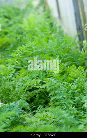 Carota verde steli su un riparto in Birmingham Foto Stock