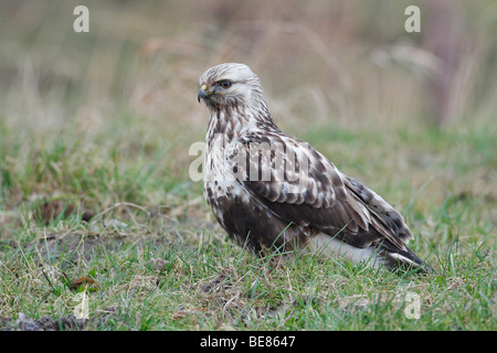 Juveniele ruigpootbuizerd foeragerend in grasland Foto Stock