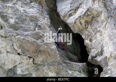 Picchio muraiolo (Tichodromadidae) appollaiate su roccia con la preda nel becco Foto Stock