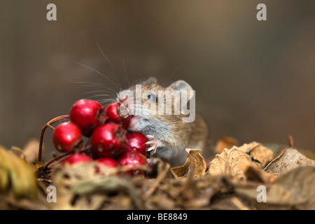 Mouse di legno; Apodemus sylvaticus; mangiare haws Foto Stock