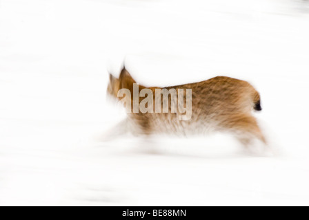 Europese lince in beweging; lince europea in movimento Foto Stock