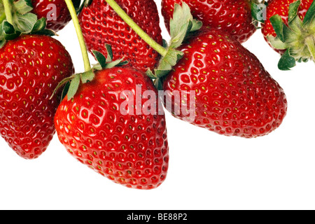 Ripe rosso fragole con steli e foglie isolati su sfondo bianco Foto Stock