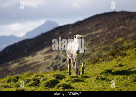 Centro per la pace del mondo e la salute sull'isola di Arran, Scozia Foto Stock