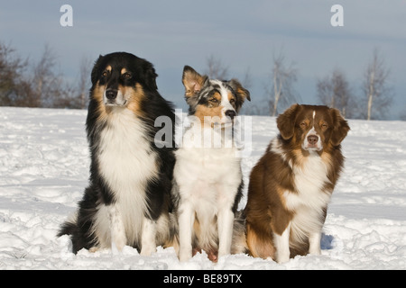 3 Australian Shepherds seduti fianco a fianco nella neve Foto Stock
