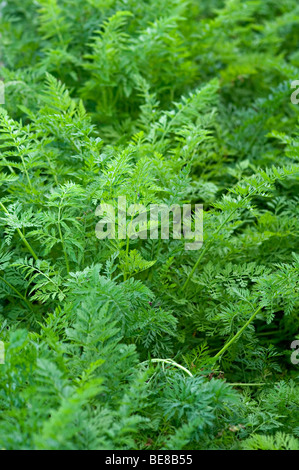 Carota verde steli su un riparto in Birmingham Foto Stock