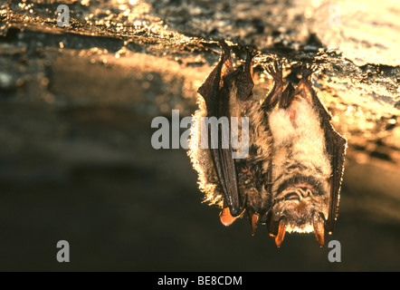 Geoffroy bat (Myotis emarginatus) Foto Stock