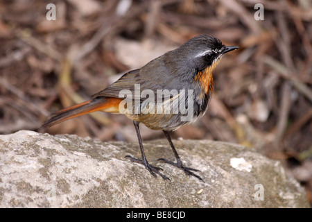 Cape Robin-Chat Cossypha caffra nel Parco Nazionale di Addo, Sud Africa Foto Stock