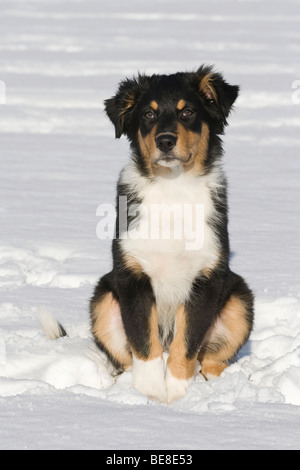 Pastore australiano cucciolo, 3,5 mesi, seduto nella neve Foto Stock