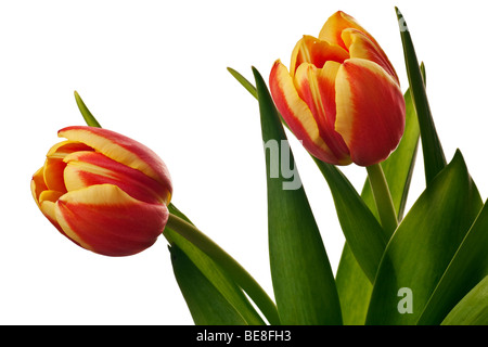 Giallo e rosso tulipani isolato su uno sfondo bianco Foto Stock