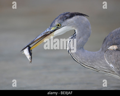 Airone cinerino (Ardea cinerea) con pesce pescato nel suo becco Foto Stock