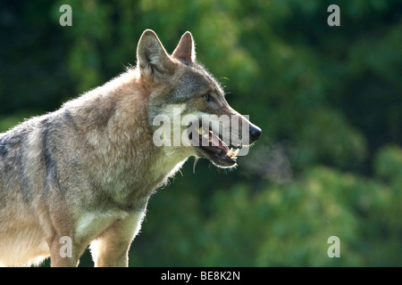 Lupo (Canis lupus), con visibile il respiro, Tierpark Sababurg zoo, Hofgeismar, Nord Hesse, Germania, Europa Foto Stock