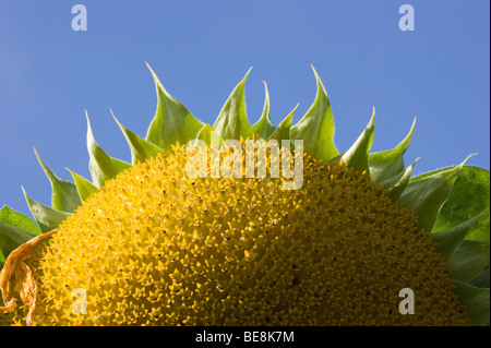 Dettaglio del girasole maturi contro il cielo blu sullo sfondo Foto Stock