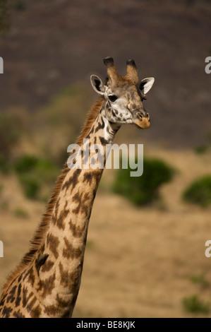 Maasai giraffe (Giraffa camelopardalis tippelskirchi), il Masai Mara riserva nazionale, Kenya Foto Stock