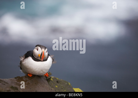 Papegaaiduiker in tempesta, puffin durante le tempeste Foto Stock