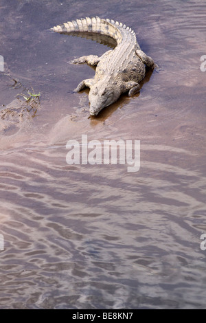Coccodrillo del Nilo Crocodylus niloticus sulle rive di un fiume Sandbank nel Parco Nazionale Kruger Sud Africa Foto Stock