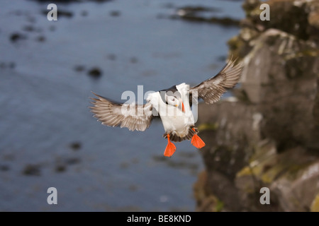 Papegaaiduiker vlak voor sbarco+ puffin appena prima dello sbarco Foto Stock