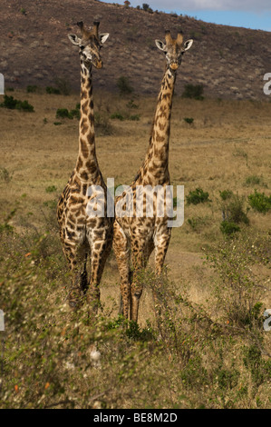 Maasai giraffe (Giraffa camelopardalis tippelskirchi), il Masai Mara riserva nazionale, Kenya Foto Stock
