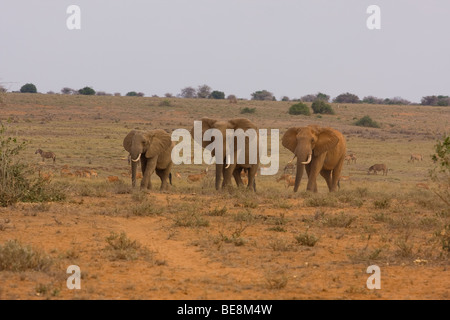 3 diverse dimensioni di elefanti camminare insieme in una linea sollevando la polvere rossa come andare con zanne e grandi orecchie Foto Stock