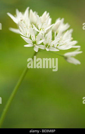 Aglio selvatico (Allium ursinum) Foto Stock