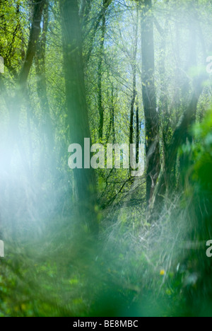 Voorjaar in klein profijt; la molla nella foresta di marea di Klein profijt Foto Stock