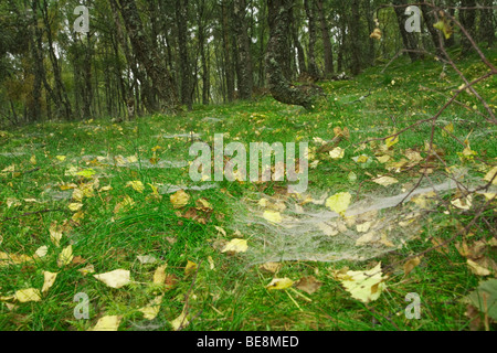 Nebbia di goccioline di acqua su nastri di ragni sul suolo della foresta in un argento di legno di betulla, Boat of Garten, Cairngorms National Park, Scotti Foto Stock