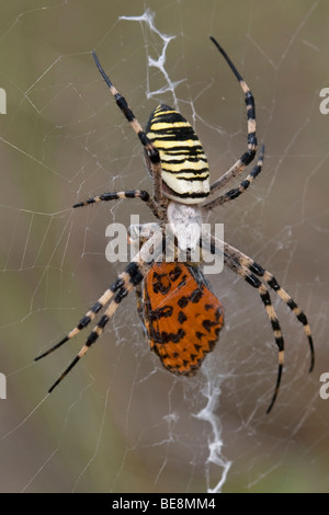 Wespenspin incontrato vers gevangen tweekleurige parelmoervlinder; Wasp Ragno con recentemente catturati Spotted Fritillary Foto Stock