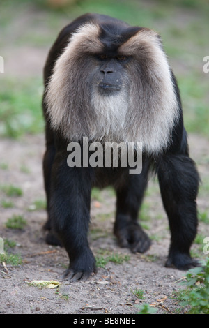 Lion-coda Macaque - Macaca silenus Foto Stock