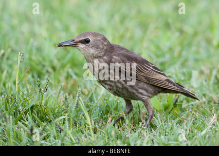 Een spreeuw in een grasveldje. Un comune Starling in una patch di erba. Foto Stock