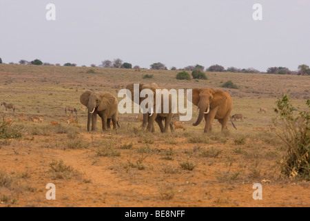 3 diverse dimensioni di elefanti camminare insieme in una linea sollevando la polvere rossa come andare con zanne e grandi orecchie Foto Stock