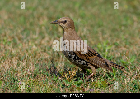 Een spreeuw in een grasveldje. Un comune Starling in una patch di erba. Foto Stock