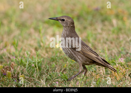 Een spreeuw in een veldje met bloemen.Un comune Starling in un piccolo campo di fiori. Foto Stock