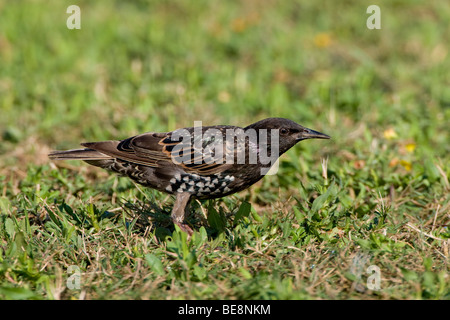 Een spreeuw in een veldje met bloemen.Un comune Starling in un piccolo campo di fiori. Foto Stock