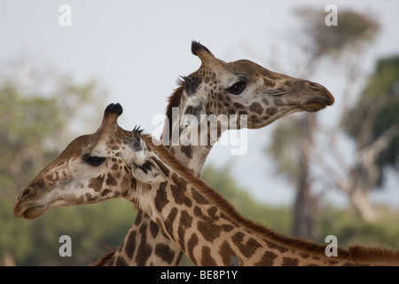 2 giraffe con i loro colli attraversata in posa guardando intorno Foto Stock